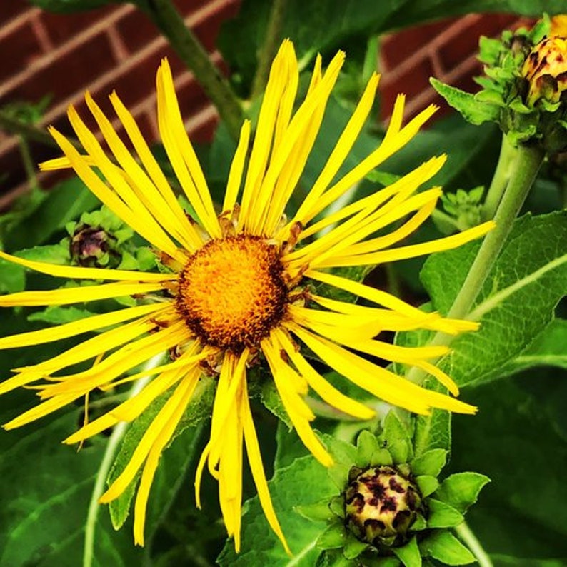 Organic Elecampane Plant 2.5-Inch Pot Inula Helenium Pesticide-Free Herb Garden