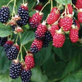 Apache Thornless Blackberry Plant - Live 24-36 Inch Rubus fruticosus Thornless, Jumbo Fruit, Extra Fertile Flowers, Zones 5-9