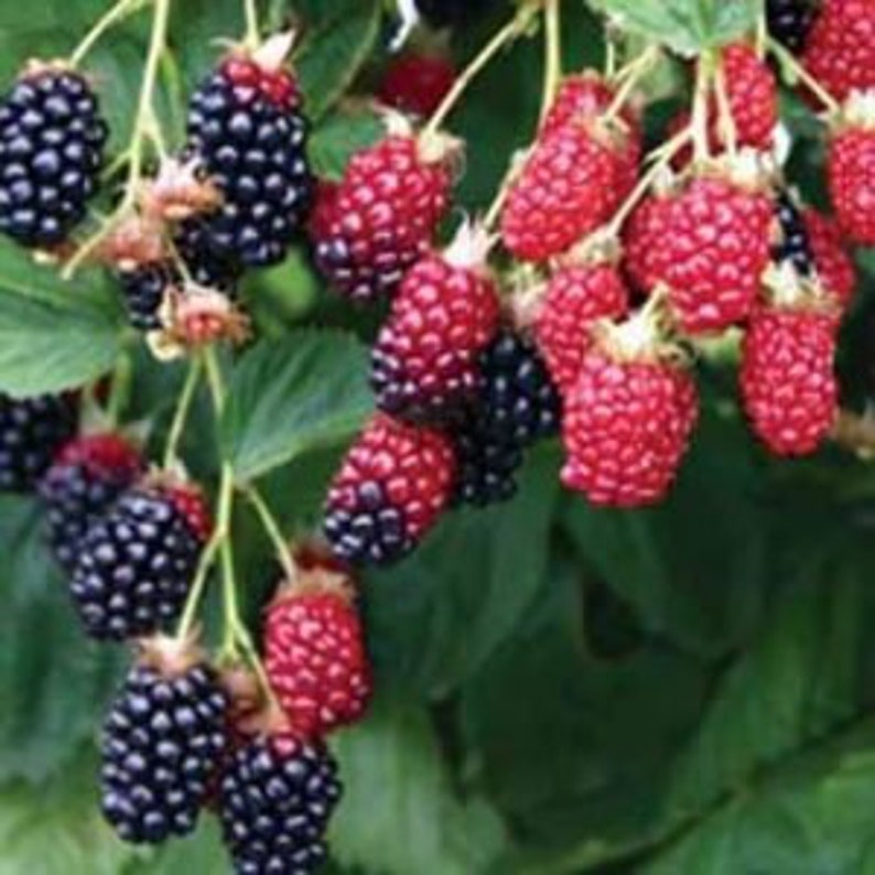 Apache Thornless Blackberry Plant - Live 24-36 Inch Rubus fruticosus Thornless, Jumbo Fruit, Extra Fertile Flowers, Zones 5-9