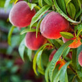 Red Haven Peach Tree, Freestone, Almost Fuzzless, Sweet Flavor, Prunus persica, Disease Resistant, Self-Fertile, 24-36 Inches
