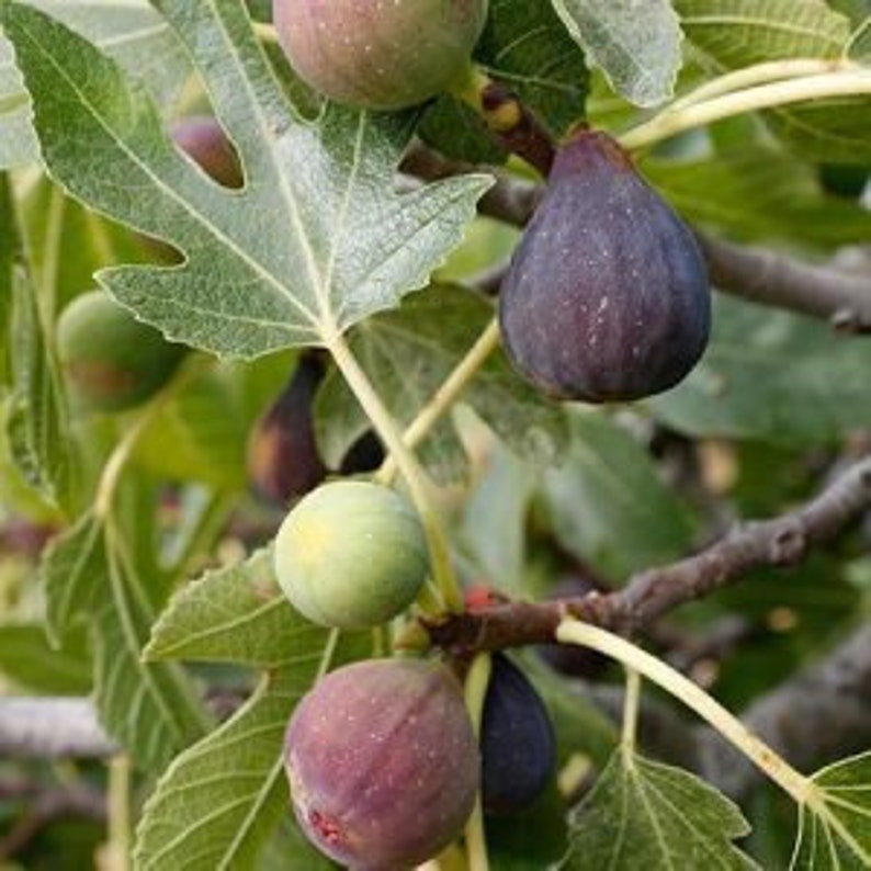 Celeste Fig Tree 24-36 Inches, Cold-Hardy Ficus carica, Sweet Summer Fruit, Gulf Coast Favorite, Mid-Season Figs