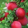 Bruce Plum Tree Live Plant 24-36 Inches Early Season Large Red Fruits Prunus salicina