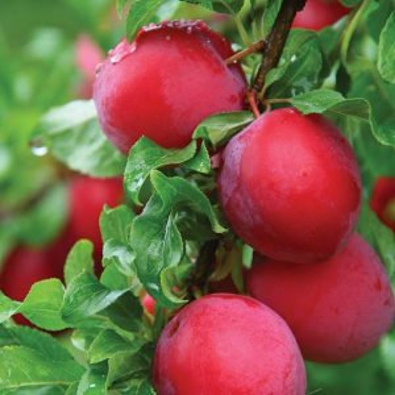 Bruce Plum Tree Live Plant 24-36 Inches Early Season Large Red Fruits Prunus salicina