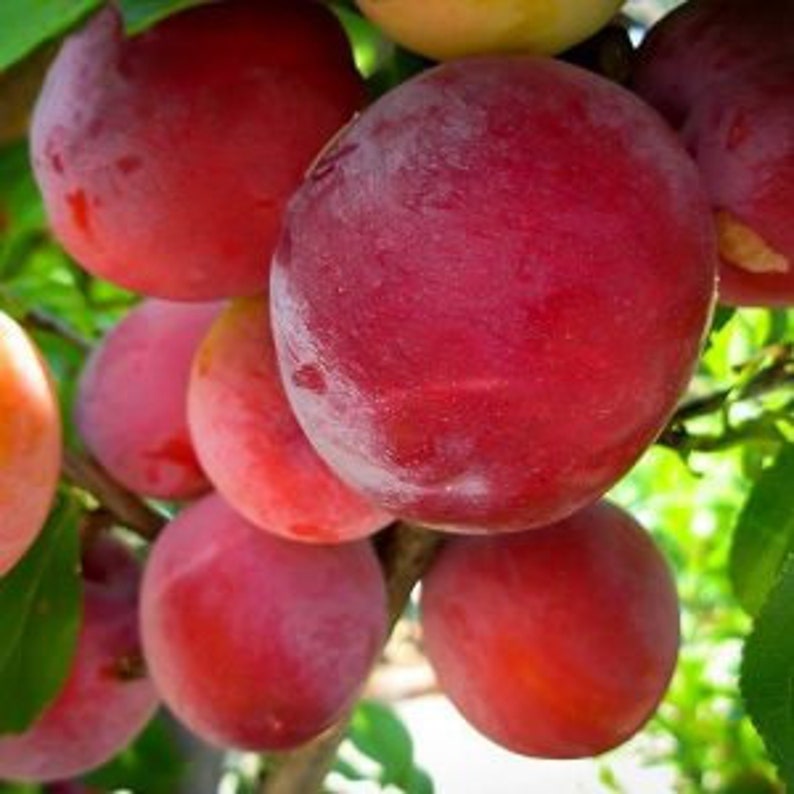 Santa Rosa Plum Tree - 24-36 Inches - Mid Season Fruit - Prunus salicina - Sweet Juicy Plums, Purple Red Skin, Pollinator Required