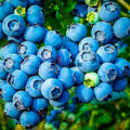 Powder Blue Blueberry Plant - Live Shrub 24-36 Inches - Sweet Tart Berries - Vaccinium corymbosum - Zone 6-9