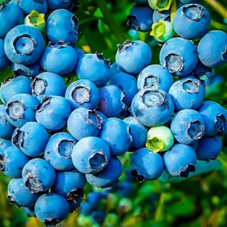 Powder Blue Blueberry Plant - Live Shrub 24-36 Inches - Sweet Tart Berries - Vaccinium corymbosum - Zone 6-9