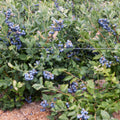 Blueberry Bush Tiff Blue Vaccinium corymbosum - Drought & Disease Resistant, Full Sun, 24-36 Inch Live Plant