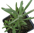 Organic Lavender Plant 2.5-inch Pot | Lavandula angustifolia | Fragrant, Drought-Resistant Herb for Garden & Indoor