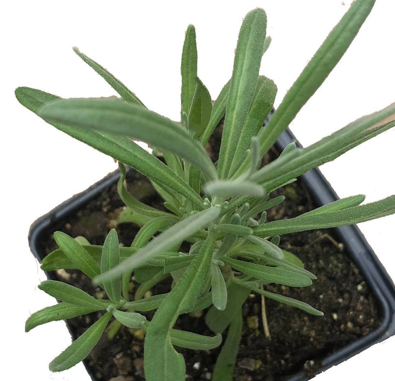 Organic Lavender Plant 2.5-inch Pot | Lavandula angustifolia | Fragrant, Drought-Resistant Herb for Garden & Indoor