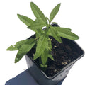 Organic Lemon Verbena Plant in 2.5-Inch Pot, Aloysia citrodora, Live Herb for Culinary, Aromatherapy & Indoor Gardens