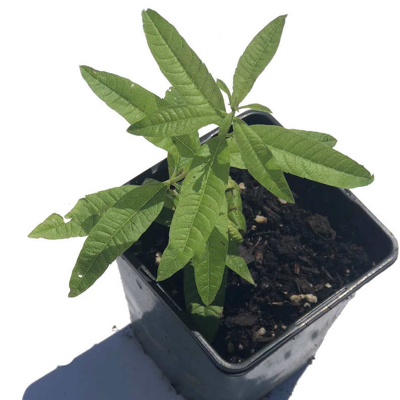 Organic Lemon Verbena Plant in 2.5-Inch Pot, Aloysia citrodora, Live Herb for Culinary, Aromatherapy & Indoor Gardens