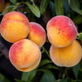 Elberta Peach Tree - Young 24-36 Inches - Juicy Yellow Fruit - Prunus persica - Late-Season Peach Tree for Zones 5-9