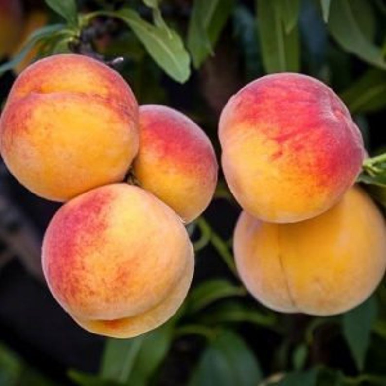 Elberta Peach Tree - Young 24-36 Inches - Juicy Yellow Fruit - Prunus persica - Late-Season Peach Tree for Zones 5-9