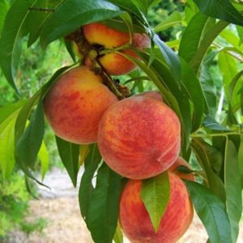 Peach Tree - 24-36 Inches - Red Fruit - Prunus persica 'Flordacrest' - Warm Climate, Zones 8-9