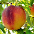 Flordaking Peach Tree - Early Season Yellow Peach - Prunus persica - 24-36 Inch Live Tree for Garden