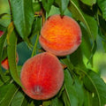 June Gold Peach Tree - 24-36 Inches - Yellow Flesh Clingstone - Prunus persica - Disease Resistant, Vigorous Growth, Zones 5-9