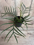 Philodendron Tortum in 6" Pot - Rare Tropical Plant with Deep-Cut Leaves - Indoor Climbing Houseplant