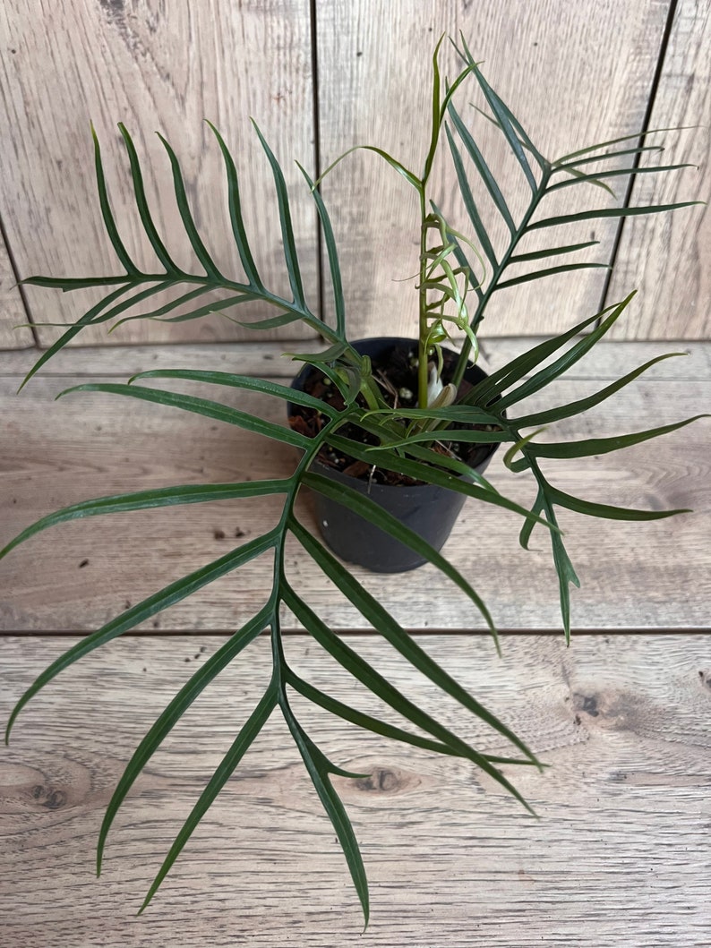 Philodendron Tortum in 6" Pot - Rare Tropical Plant with Deep-Cut Leaves - Indoor Climbing Houseplant