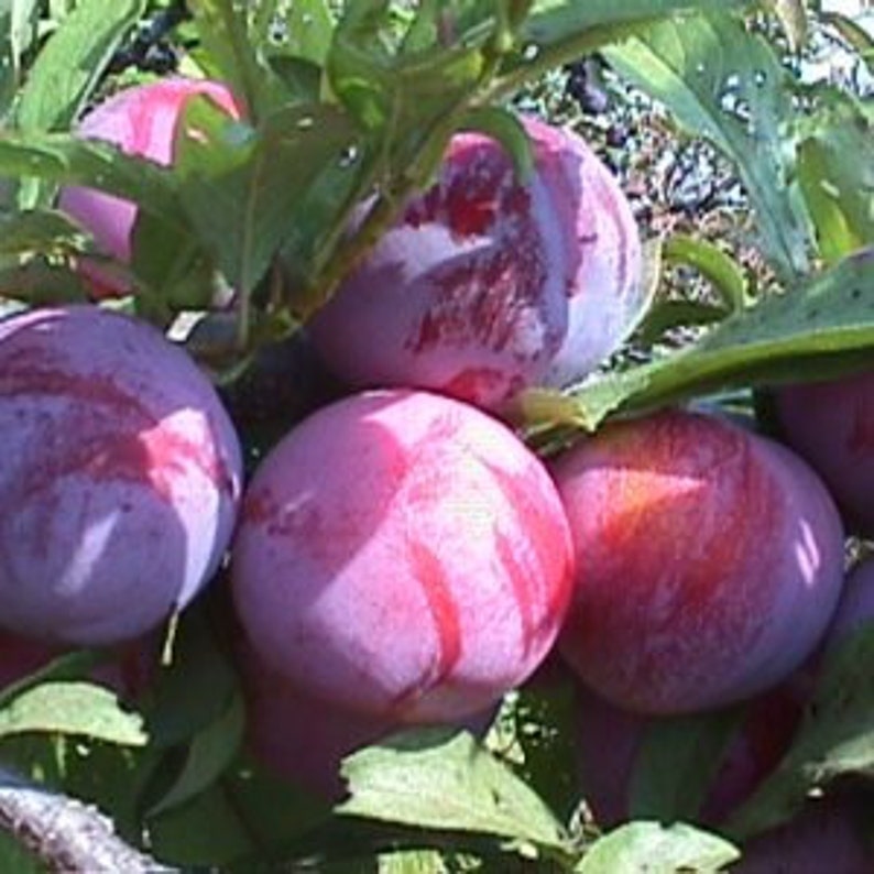 Ozark Premier Plum Tree 24-36 Inches Red Skin Freestone Prunus domestica Fruit Tree