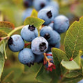 Blueberry Bush Live Plant – Austin Rabbiteye Vaccinium ashei, 24-36 Inches, Medium Blue Berries, Heat Tolerant