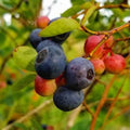 Blueberry Bush Live Plant 24-36 Inches Brightwell Variety Vaccinium corymbosum Self-Fruitful Garden Shrub