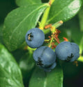 Blueberry Bush Live Plant - Prince Vaccinium sp. Early Maturing Sweet Berries for Zones 6-9
