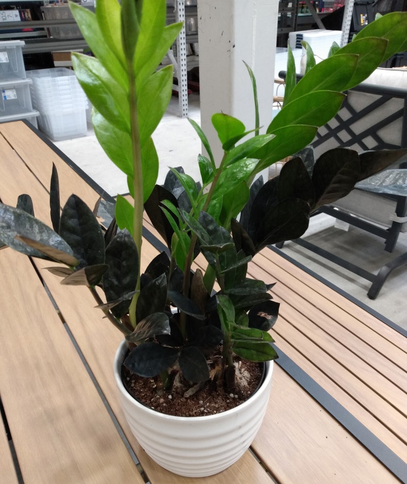 Black Raven ZZ Plant - Small Rooted Zamioculcas zamiifolia Indoor Greenery with Free Cutting