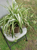 Small Spider Vittatum Plant with Free Cutting, Chlorophytum comosum, Indoor Houseplant, Easy Care, Variegated Foliage