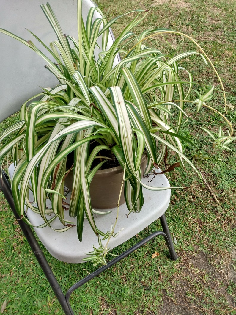 Small Spider Vittatum Plant with Free Cutting, Chlorophytum comosum, Indoor Houseplant, Easy Care, Variegated Foliage
