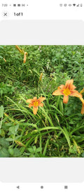 Day Lily Bare Roots & Jumbo Lilac Plants Set – Orange & Purple Hemerocallis spp., Syringa vulgaris, Perennial Garden Plants