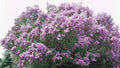 Bare Root Lilac Bushes 25 Fragrant Purple & White Syringa vulgaris Perennials for Hot Weather