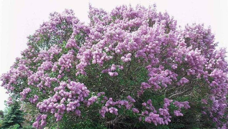 Bare Root Lilac Bushes 25 Fragrant Purple & White Syringa vulgaris Perennials for Hot Weather