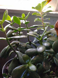 Unrooted Jade Plant Cuttings 4-Pack | Crassula ovata Succulents for Propagation, Bonsai & Feng Shui