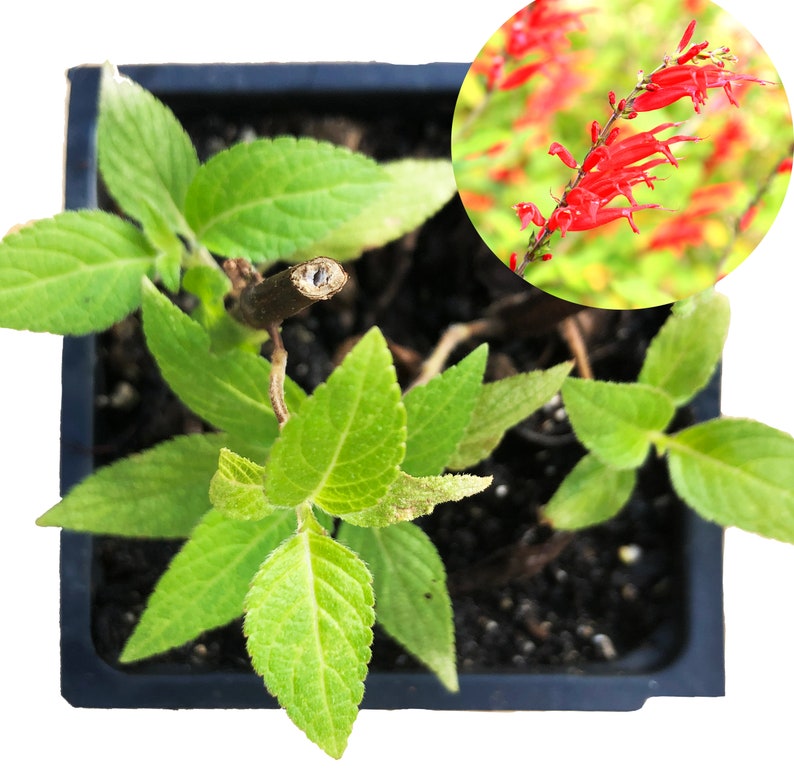 Organic Pineapple Sage Plant in 2.5-Inch Pot | Salvia elegans | Attracts Butterflies & Hummingbirds