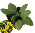 Organic Black-eyed Susan Plant in 2.5-inch Pot | Rudbeckia hirta | Native Pollinator Flower | Deer Resistant Perennial