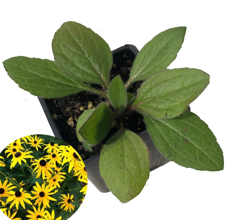 Organic Black-eyed Susan Plant in 2.5-inch Pot | Rudbeckia hirta | Native Pollinator Flower | Deer Resistant Perennial