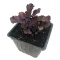 Organic Scarlet Kale Plant in 2.5-Inch Pot, Heirloom Brassica oleracea var. acephala, Winter Greens for Garden Transplanting