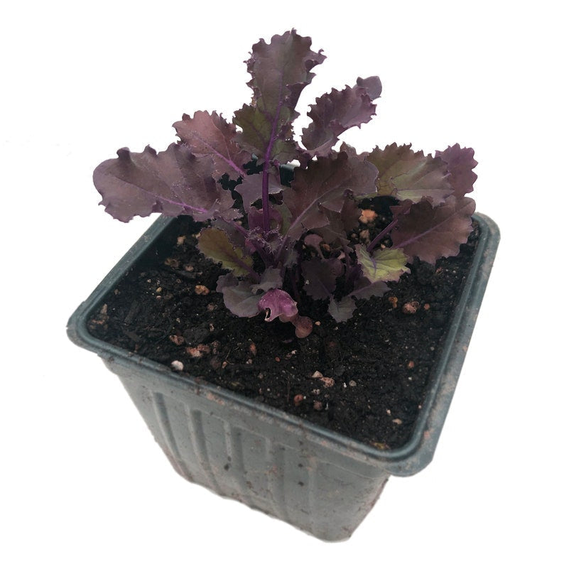 Organic Scarlet Kale Plant in 2.5-Inch Pot, Heirloom Brassica oleracea var. acephala, Winter Greens for Garden Transplanting