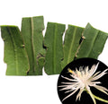 Organic Queen of the Night Cuttings - Epiphyllum oxypetalum - 5 Pieces, 2-3 Inches, Fragrant Night-Blooming Cactus for Indoor Garden