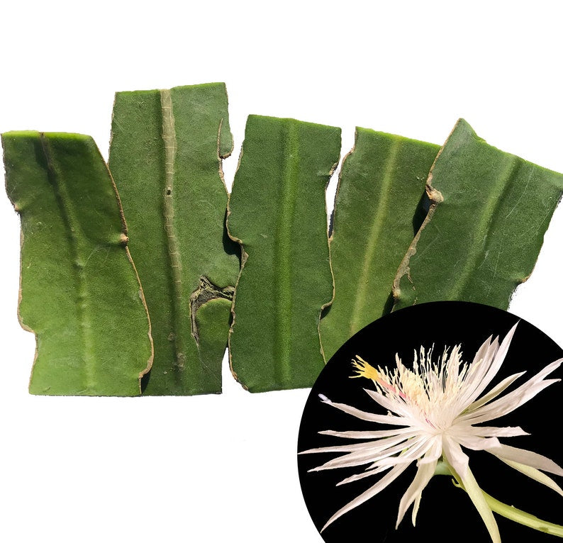 Organic Queen of the Night Cuttings - Epiphyllum oxypetalum - 5 Pieces, 2-3 Inches, Fragrant Night-Blooming Cactus for Indoor Garden