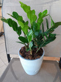 Raven ZZ Plant - Small Rooted Zamioculcas zamiifolia Indoor Low Maintenance Houseplant with Free Cutting