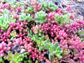 Pork and Beans Succulent Starter Plants - 5 Sedum Rubrotinctum Groundcover, Drought-Tolerant Perennial, Indoor or Outdoor