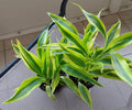Dracaena Sanderiana Variegata Small Rooted Houseplant with Free Cutting - Easy Care Indoor or Outdoor Plant