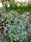 Sea Holly Live Plant 3.5" Pot - Eryngium planum 'Blaukappe' Blue Cap for Garden, Full Sun, Zones 5-9