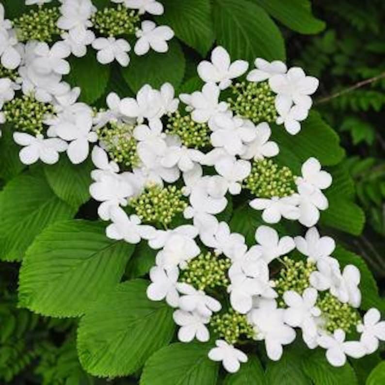 Japanese Snowball Plant, 3-Inch Container, White Blooms, Viburnum Plicatum, Hardy Shrub for Gardens Zones 5-8