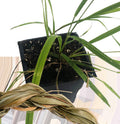 Organic Sweetgrass Plant in 2.5-Inch Pot, Hierochloe odorata, Live Herbal Plant for Smudge Sticks & Gardens