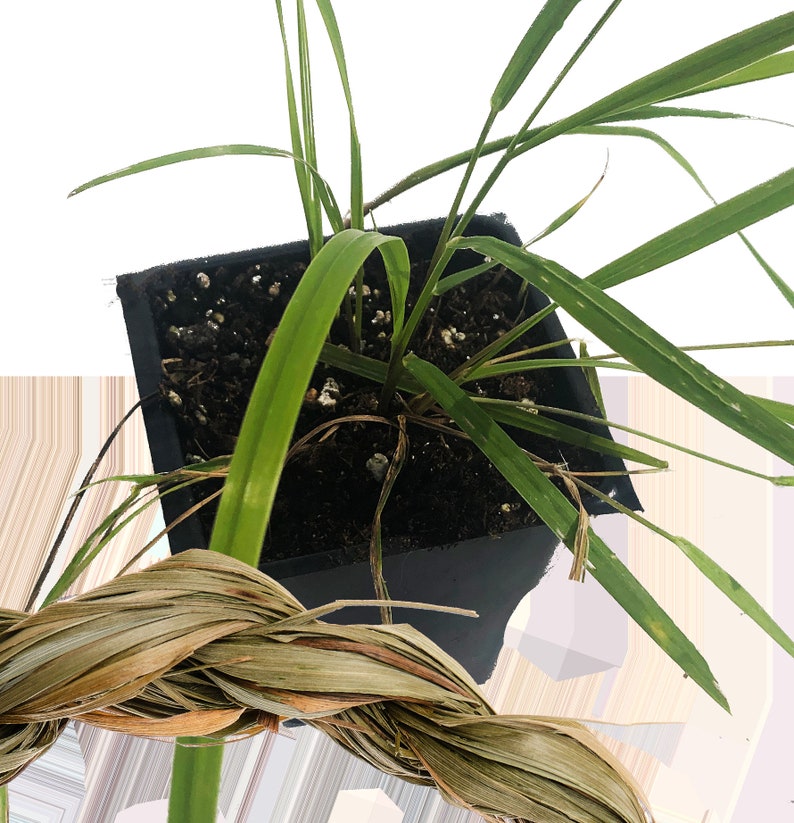 Organic Sweetgrass Plant in 2.5-Inch Pot, Hierochloe odorata, Live Herbal Plant for Smudge Sticks & Gardens