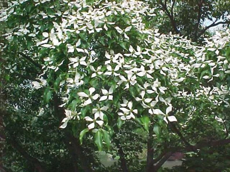 Kousa Dogwood Plants 4" Container, 2 Pack, Cornus kousa, Full Sun to Partial Shade, Garden Trees