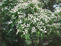 Kousa Dogwood Plant 4-Inch Container Cornus kousa Dark Green Leaves for Zones 5-8