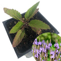 Organic Blue Vervain Plant in 2.5-Inch Pot | Verbena hastata Live Herb for Garden & Pollinator Attracting